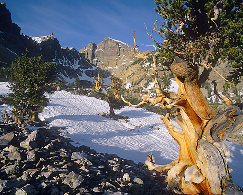 Landscape photography - Bristlecone Pines, Wheeler Peak, Great Basin National Park, Nevada - photo by David Whitten