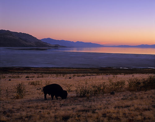 Buffalo photo, Bison, Great Salt Lake, Antelope Island, Utah photographer David Whitten Photo