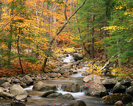 Autumn Forest Big Brook White Mountains New Hampshire White Mountain National Forest Fall Foliage