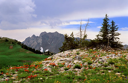 Indian Paintbrush Alta Albion Basin Superior Peak Wasatch Mountains Utah