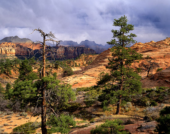 ponderosa pines, zion national park photography, utah photographer 