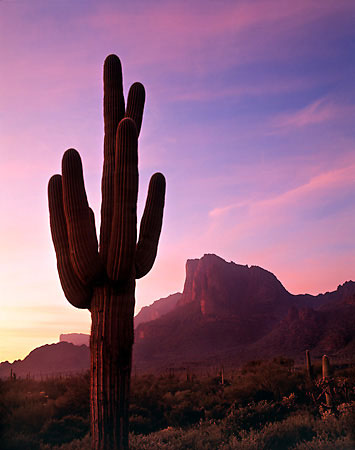 Saguaro Cactus Superstition Mountains Arizona