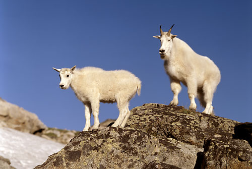 Mountain Goats, Beartooth Mountains, Montana Wildlife photographer David Whitten
