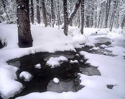 Big Cottonwood Creek Wasatch Mountains Utah Black and White Photography