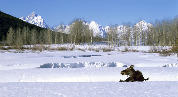 Moose Calf, Grand Teton National Park, Wyoming Tetons Photographer David Whitten