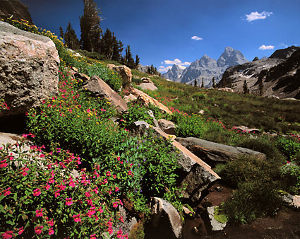 Monkeyflowers Grand Teton photo Cascade Canyon Grand Teton National Park Wyoming