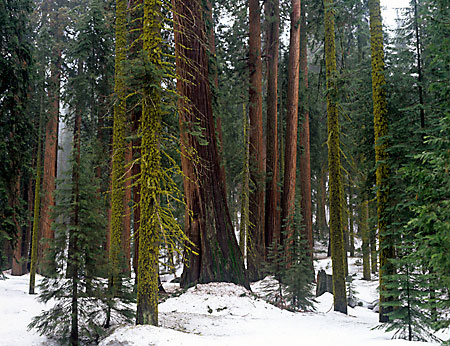 Sequoia National Park