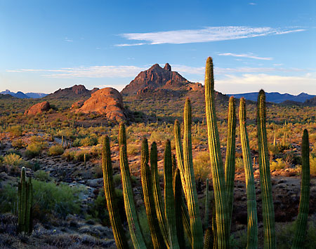 Little Ajo Mountains Organ Pipe Cactus Arizona