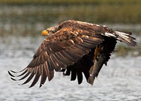 Photographs of Raptors and other birds by photographer David Whitten