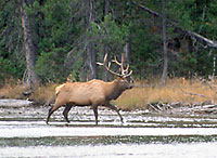 Deer and Elk