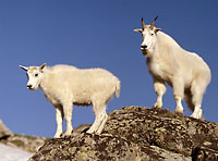 rocky mountain goats nature photography limited edition photographs by David Whitten