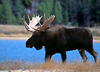 Moose Photographs Wildlife photography by David Whitten