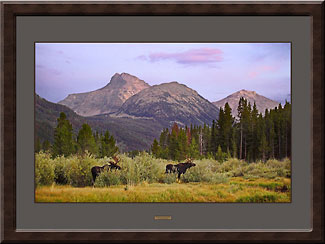 nature photography wildlife photos